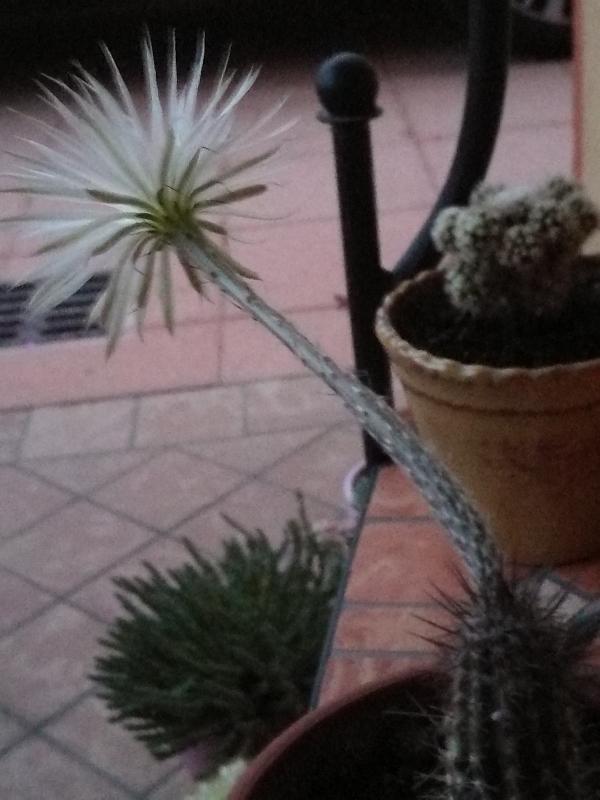 retichinopsis mirabilis.jpg
